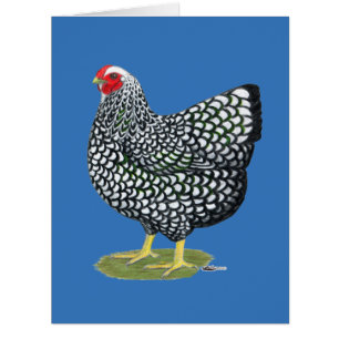 Wyandotte: Silver-laced Hen