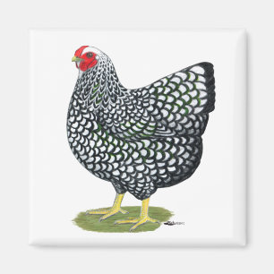 Wyandotte: Silver-laced Hen Magnet