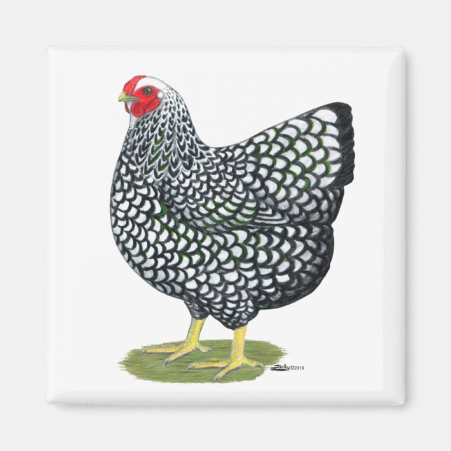 Wyandotte:  Silver-laced Hen Magnet (Front)