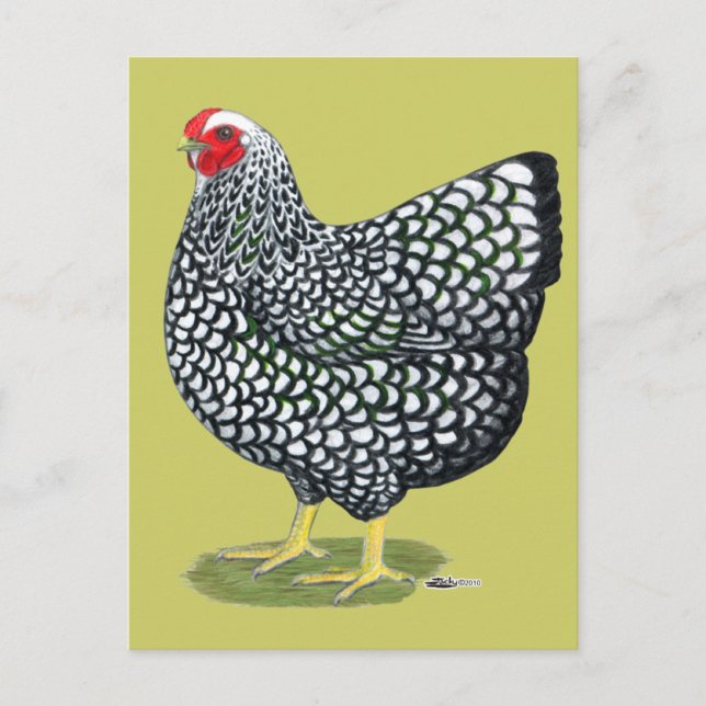 Wyandotte:  Silver-laced Hen Postcard (Front)