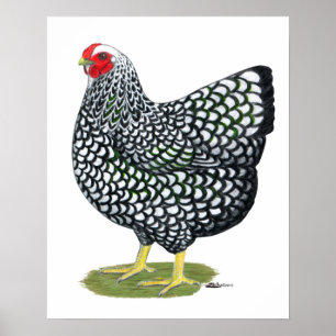 Wyandotte: Silver-laced Hen Poster