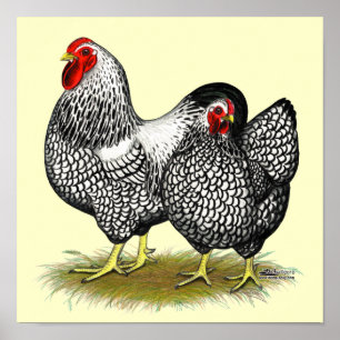 Wyandotte:  Silver Pair Poster