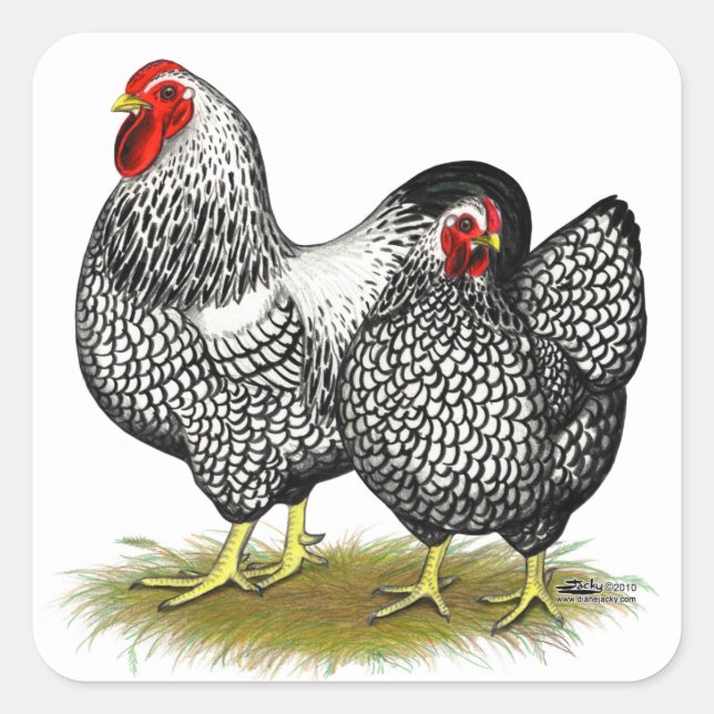 Wyandotte:  Silver Pair Square Sticker (Front)