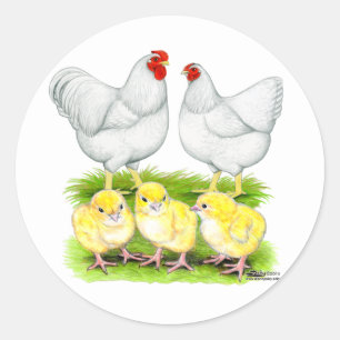 Wyandotte White Chicken Family Classic Round Sticker