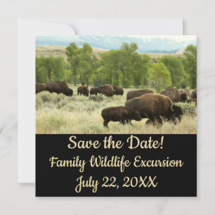 Wyoming Bison Nature Animal Photography