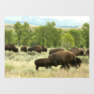 Wyoming Bison Nature Animal Photography