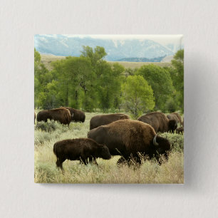 Wyoming Bison Nature Animal Photography 15 Cm Square Badge