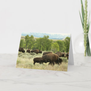 Wyoming Bison Nature Animal Photography Card