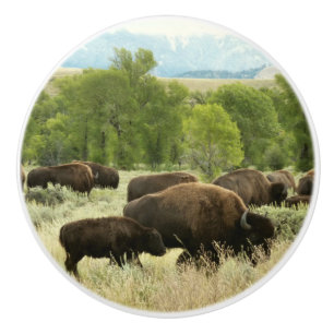 Wyoming Bison Nature Animal Photography Ceramic Knob
