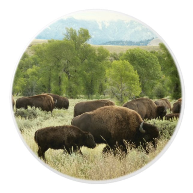 Wyoming Bison Nature Animal Photography Ceramic Knob (Front)