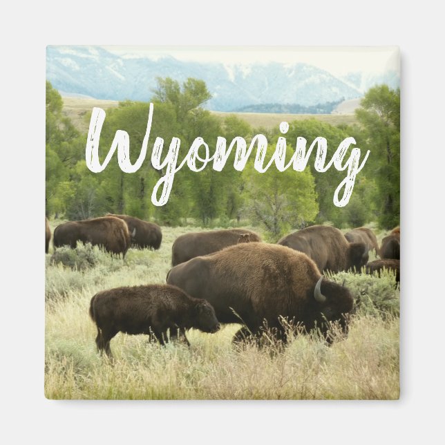 Wyoming Bison Nature Animal Photography Magnet (Front)