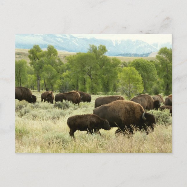 Wyoming Bison Nature Animal Photography Postcard (Front)