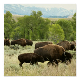 Wyoming Bison Nature Animal Photography Poster