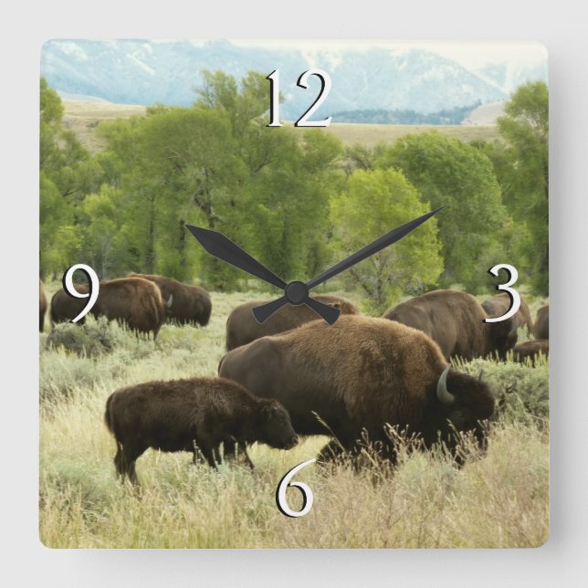 Wyoming Bison Nature Animal Photography Square Wall Clock (Front)