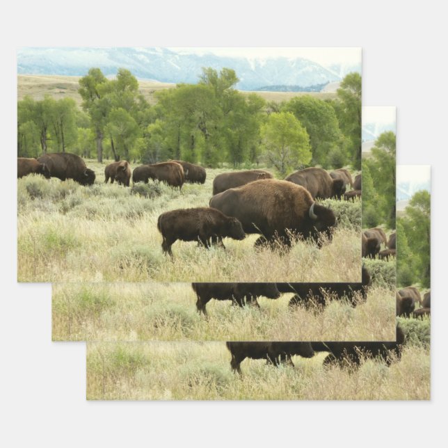 Wyoming Bison Nature Animal Photography Wrapping Paper Sheet (Set)