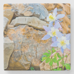 Wyoming, Grand Teton National Park 1 Stone Coaster