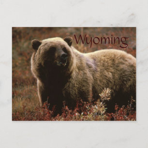 Wyoming grizzly bear postcard