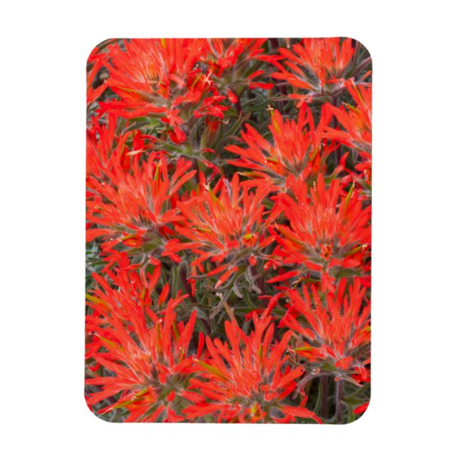 Wyoming, Lincoln County, Desert Paintbrush Magnet (Vertical)