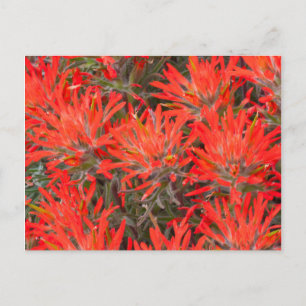 Wyoming, Lincoln County, Desert Paintbrush Postcard