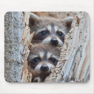 Wyoming, Lincoln County, Racoon Mouse Pad
