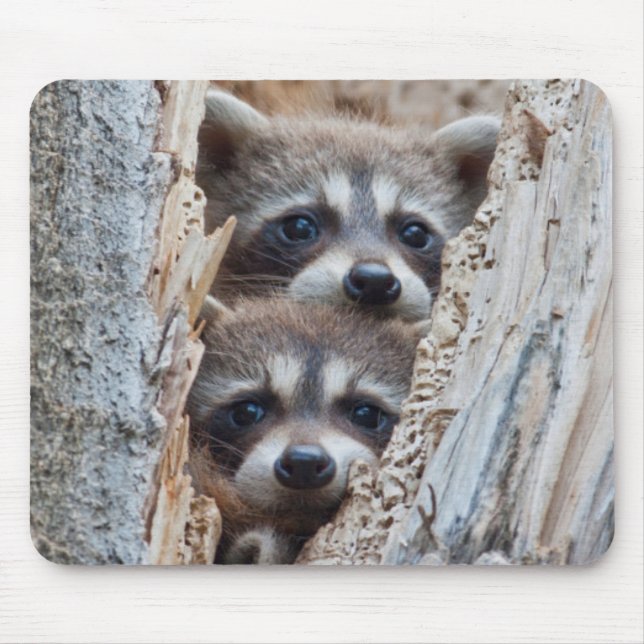 Wyoming, Lincoln County, Racoon Mouse Pad (Front)