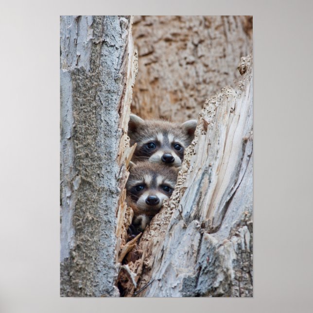 Wyoming, Lincoln County, Racoon Poster (Front)