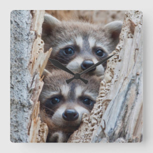 Wyoming, Lincoln County, Racoon Square Wall Clock