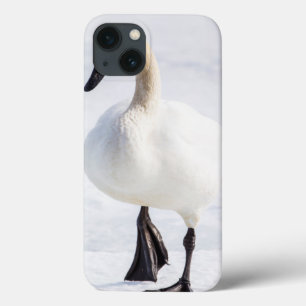 Wyoming, National Elk Refuge, Trumpeter Swan 1 iPhone 13 Case