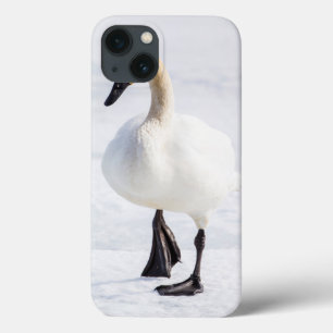 Wyoming, National Elk Refuge, Trumpeter Swan 1 iPhone 13 Case