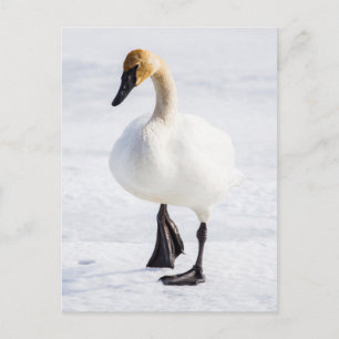 Wyoming, National Elk Refuge, Trumpeter Swan Postcard