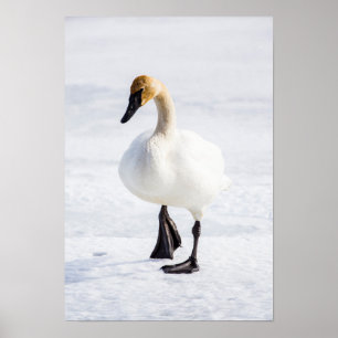 Wyoming, National Elk Refuge, Trumpeter Swan Poster