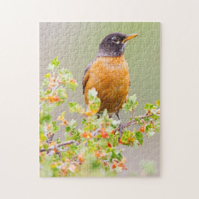 Wyoming, Sublette County, An American Robin Jigsaw Puzzle (Vertical)