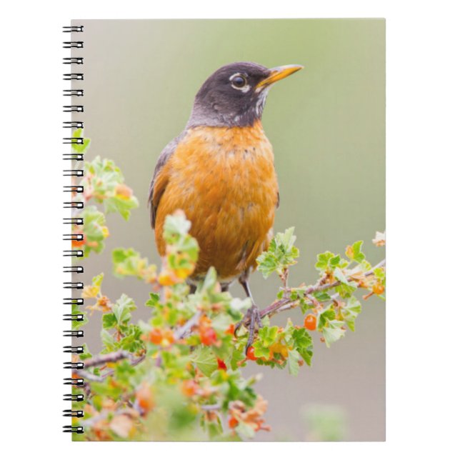 Wyoming, Sublette County, An American Robin Notebook (Front)