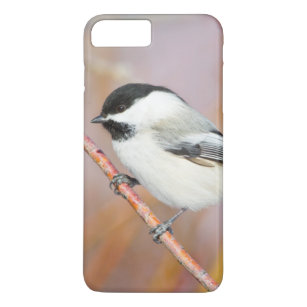 Wyoming, Sublette County, Black-capped Chickadee iPhone 8 Plus/7 Plus Case