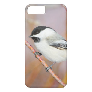 Wyoming, Sublette County, Black-capped Chickadee Case-Mate iPhone Case