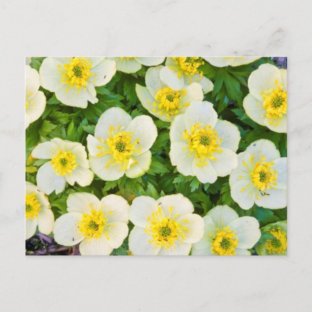 Wyoming, Sublette County, Close-up of a group Postcard (Front)