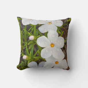 Wyoming, Sublette County, Close-up of Phlox Cushion
