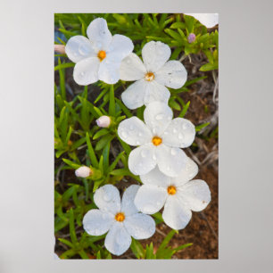Wyoming, Sublette County, Close-up of Phlox Poster