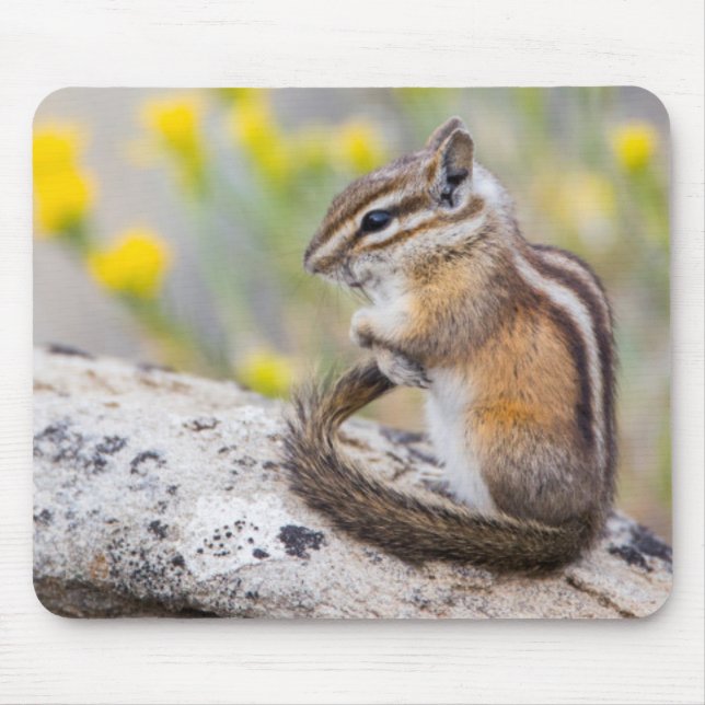Wyoming, Sublette County, Least Chipmunk Mouse Pad (Front)