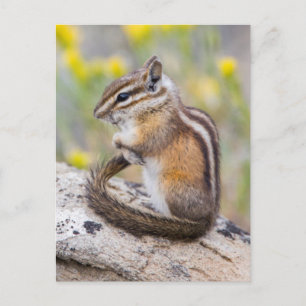 Wyoming, Sublette County, Least Chipmunk Postcard