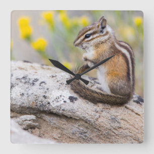 Wyoming, Sublette County, Least Chipmunk Square Wall Clock