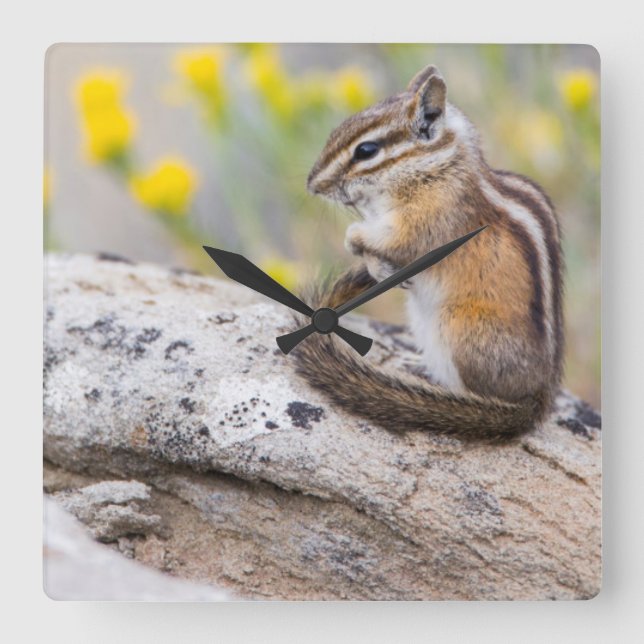 Wyoming, Sublette County, Least Chipmunk Square Wall Clock (Front)
