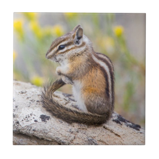 Wyoming, Sublette County, Least Chipmunk Tile (Front)
