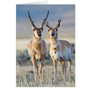 Wyoming, Sublette County, Pronghorn bucks
