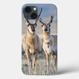 Wyoming, Sublette County, Pronghorn bucks iPhone 13 Case