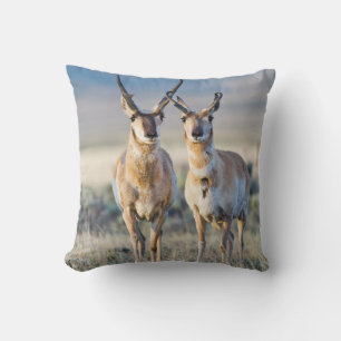 Wyoming, Sublette County, Pronghorn bucks Cushion