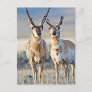 Wyoming, Sublette County, Pronghorn bucks Postcard