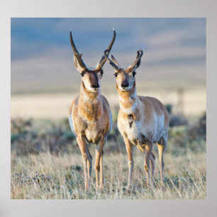 Wyoming, Sublette County, Pronghorn bucks Poster