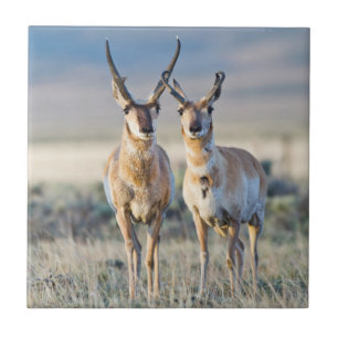 Wyoming, Sublette County, Pronghorn bucks Tile