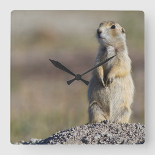 Wyoming, Sublette County, White-tailed Prairie 2 Square Wall Clock